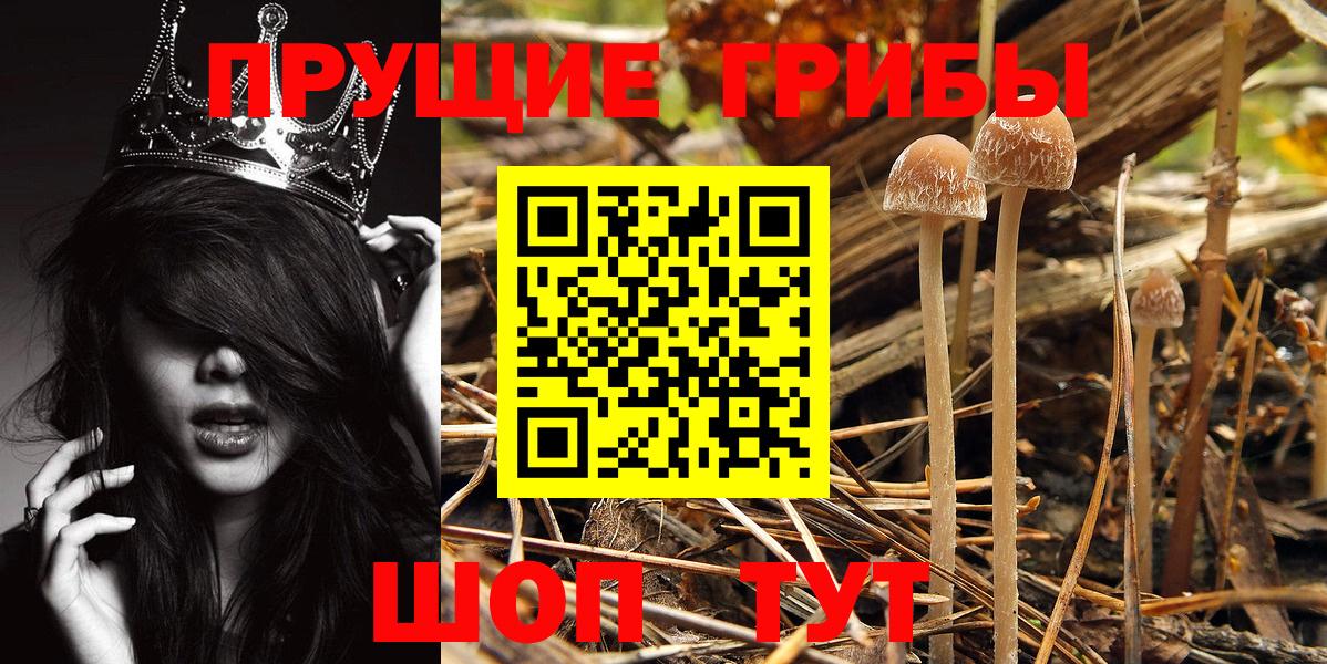 Галлюциногенные грибы Psilocybine cubensis  Вход с VPN  Орёл 